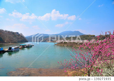 《岐阜県》満開の桜が咲く春の恵那峡 139271935