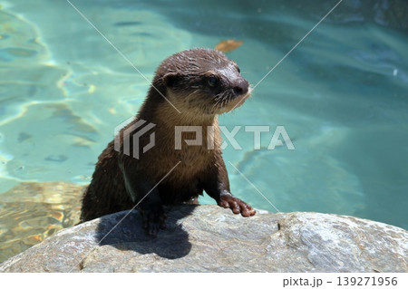 愛らしいコツメカワウソの子ども 139271956