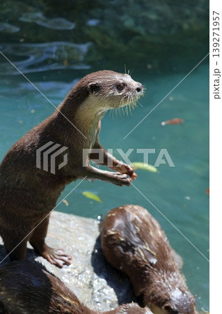 態勢を整えるコツメカワウソ 態勢を整えるコツメカワウソ 139271957