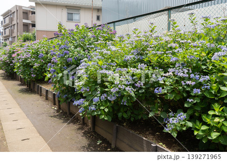 横浜市鶴見区・小道の紫陽花通りに咲く青紫の額紫陽花 139271965