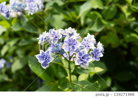 横浜市鶴見区・小道の紫陽花通りに咲く白と青紫の額紫陽花 139271966
