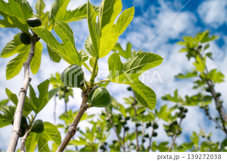 Green figs fruit hanging on the branch of a fig tree, ficus carica Green figs fruit hanging on the branch of a fig tree, ficus carica 139272038