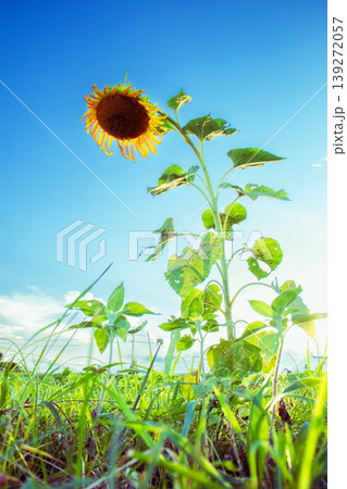 夏の花・満開を過ぎたひまわり(お疲れ様) 夏の花・満開を過ぎたひまわり(お疲れ様) 139272057