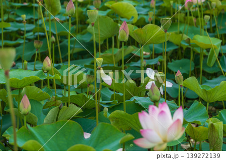 夏の池に広がるハスの蕾と群生する葉 夏の池に広がるハスの蕾と群生する葉 139272139