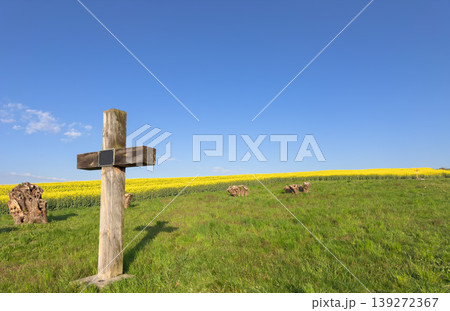 Wooden cross in green field with yellow rapeseed flowers under blue sky. Christian faith, rural landscape, spring nature, countryside, spirituality. 139272367