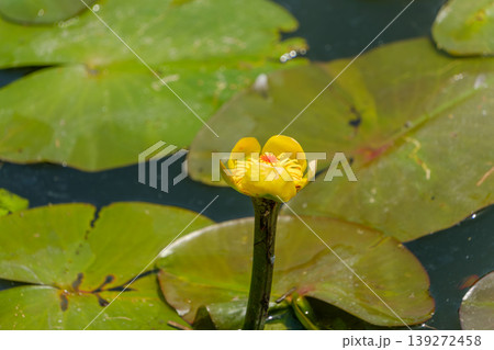 水面に咲く黄色いコウホネの花 水面に咲く黄色いコウホネの花 139272458