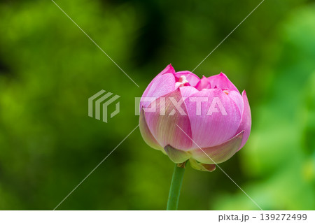 緑を背景に凛と佇むピンク色のハスの蕾 139272499