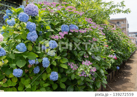 横浜市鶴見区・小道の紫陽花通りに咲く青い紫陽花と額紫陽花 横浜市鶴見区・小道の紫陽花通りに咲く青い紫陽花と額紫陽花 139272559