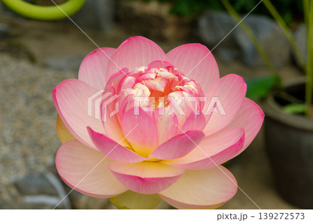 繊細な花びらが重なる美しい八重咲きの蓮の花のアップ 繊細な花びらが重なる美しい八重咲きの蓮の花のアップ 139272573