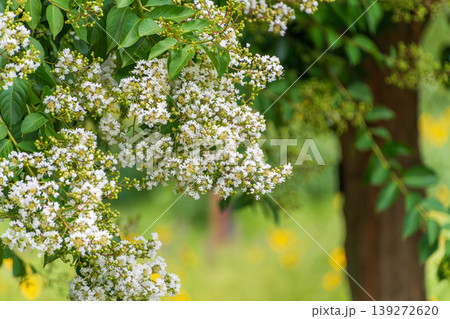 白いサルスベリの花と緑の木々 白いサルスベリの花と緑の木々 139272620