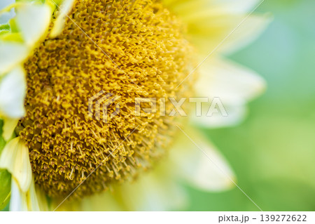 太陽のような向日葵の花の中心部クローズアップ 太陽のような向日葵の花の中心部クローズアップ 139272622