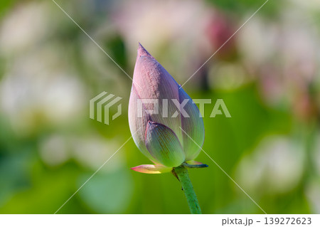 水面に静かに佇む蓮の花の蕾 139272623