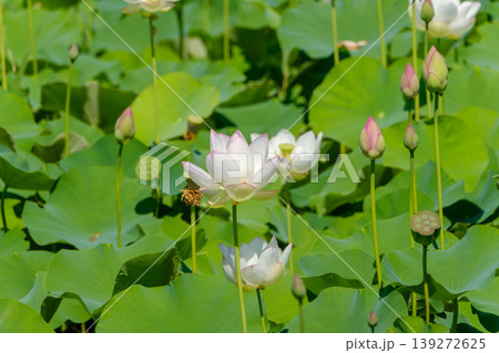 池一面に美しく咲き誇る白とピンクの蓮の花 池一面に美しく咲き誇る白とピンクの蓮の花 139272625