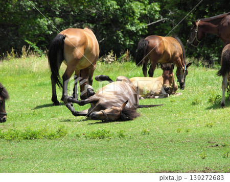 草を食べる馬 草を食べる馬 139272683