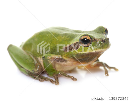 European tree frog 139272845