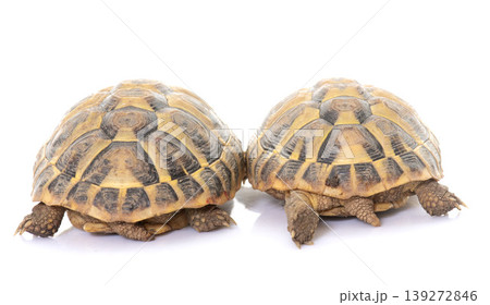 Testudo hermanni tortoise Testudo hermanni tortoise 139272846