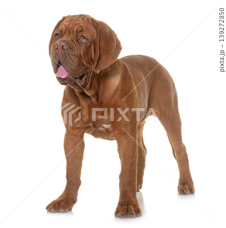 puppy Dogue de Bordeaux puppy Dogue de Bordeaux 139272850