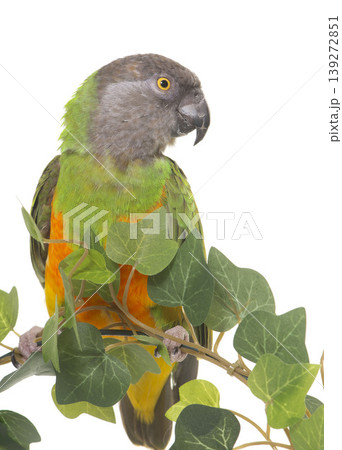 Senegal parrot in studio Senegal parrot in studio 139272851