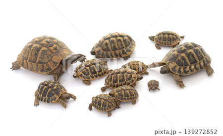 Hermanns Tortoise and baby turtles Hermanns Tortoise and baby turtles 139272852