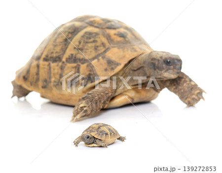 Hermanns Tortoise and baby turtles Hermanns Tortoise and baby turtles 139272853