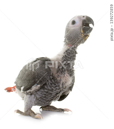baby gray parrot baby gray parrot 139272859