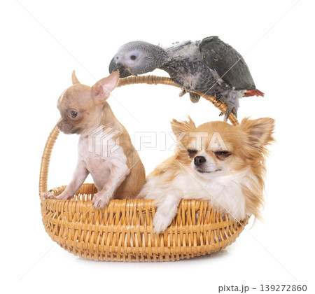 baby gray parrot and chihuahua baby gray parrot and chihuahua 139272860