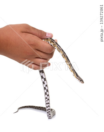 corn snake in studio corn snake in studio 139272861