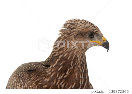 Common buzzard in studio Common buzzard in studio 139272866