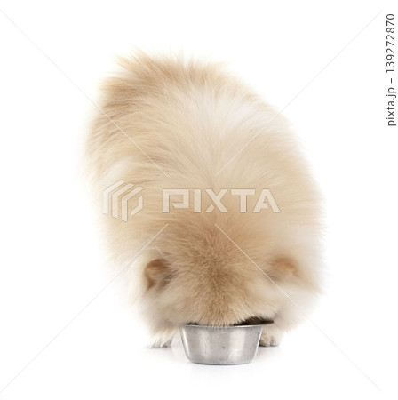 pomeranian in studio 139272870