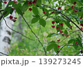 森を彩るツリバナの赤い実と紅葉・弾けた実からオレンジ色の種が覗く秋の情景 139273245
