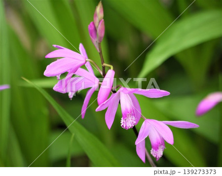 シランのピンクの花 シランのピンクの花 139273373