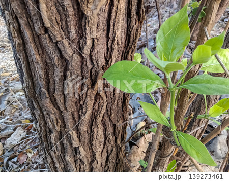 The Morinda tinctoria tree trunk Termites 139273461