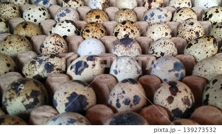 Quail Eggs in Tray with Natural Spot Pattern Quail Eggs in Tray with Natural Spot Pattern 139273532