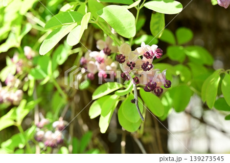 木通(アケビ科)キンポウゲ目の蔓性落葉低木 木通(アケビ科)キンポウゲ目の蔓性落葉低木 139273545
