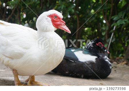 池にいる鳥 バリケン 池にいる鳥 バリケン 139273598