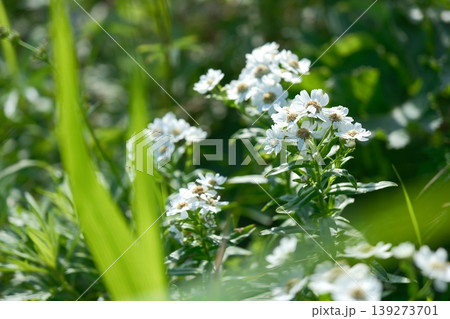 夏山に咲くエゾノコギリソウ・白く可憐な高山植物の花々 139273701