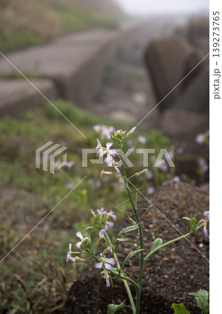 春の霧に包まれる屏風ヶ浦の遊歩道に咲くハマダイコンの花 139273765