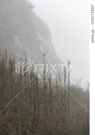 霧に煙る屏風ヶ浦の岸壁と垂直に伸びる野草の風景 霧に煙る屏風ヶ浦の岸壁と垂直に伸びる野草の風景 139273807