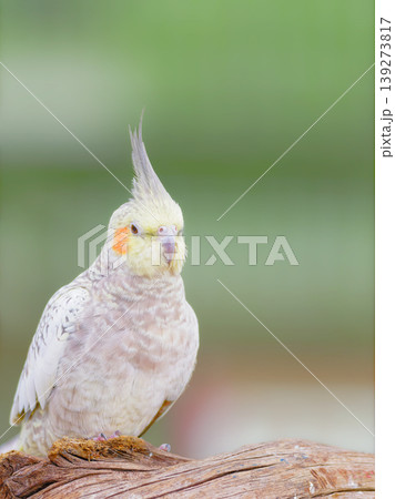 木の上でたたずむオカメインコ 139273817
