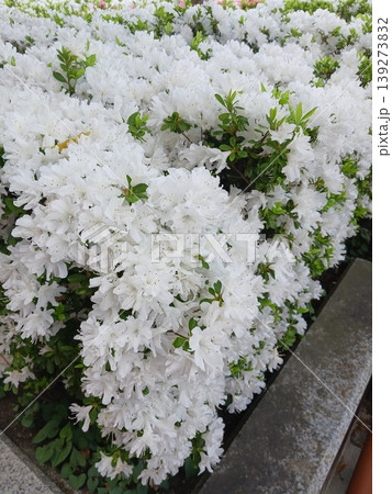 満開の白いツツジの花 満開の白いツツジの花 139273832