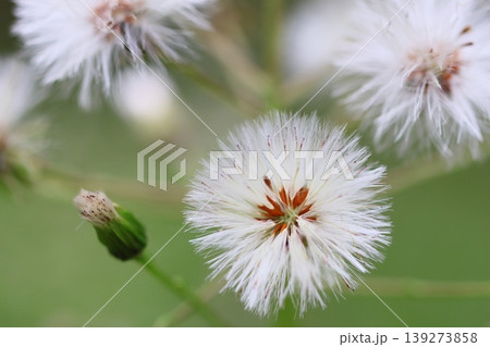 ダンドボロギク(段戸襤褸菊) ダンドボロギク(段戸襤褸菊) 139273858