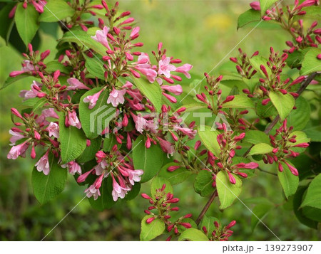 タニウツギのピンクの花 タニウツギのピンクの花 139273907