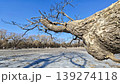 Dry trees and blue sky, ice and shadow in winter parks in the north 139274118