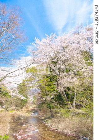栃木県那須塩原市 塩原温泉に咲く満開の桜と小川 栃木県那須塩原市 塩原温泉に咲く満開の桜と小川 139274343