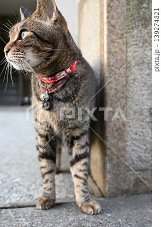 カメラを見つめる猫 139274821