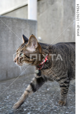 見つめる猫 139274824