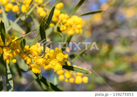 Vibrant yellow blossoms adorn branches in a sunny garden during springtime, celebrating nature's beauty and renewal 139275053