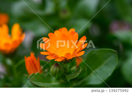 Vibrant Orange Calendula Flowers in Full Bloom Close Up Vibrant Orange Calendula Flowers in Full Bloom Close Up 139275092