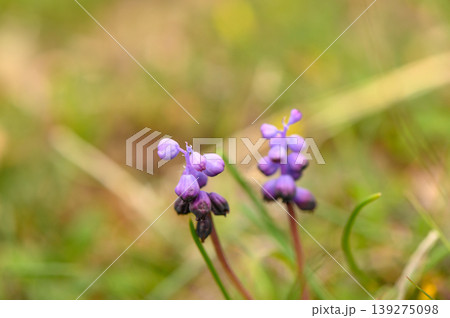 Delicate purple flowers bloom in a vibrant meadow during a sunny in springtime 139275098