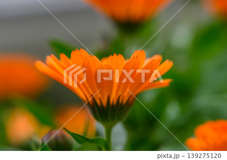 Calendula Officinalis Flower Head Macro with Dew Drops 139275120